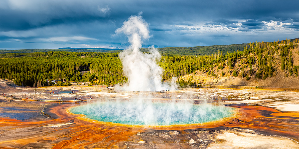 Grand Prismatic Spring with bison in the foreground in Yellowstone National Park